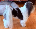 Un Bichon Havanais dans un appartement