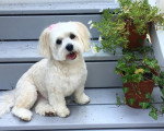Un Bichon Havanais assis près des pots de fleurs et regardant vers la caméra