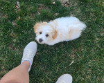 Un Bichon Havanais assis au pied d'une personne