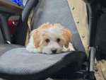 Un Bichon Havanais allongé sur un fauteuil