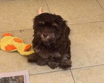 Un Bichon Havanais assis sur un sol carrelé