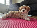 Un Bichon Havanais allongé sur un tapis