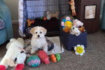 Un Bichon Havanais assis devant une cage