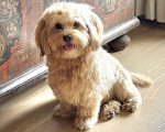 Un Bichon Havanais assis sur un parquet massif