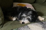 Un Bichon Havanais allongé sur un canapé