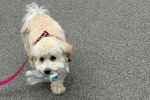 Un Bichon Havanais tenu en laisse et tenant un bidon dans sa gueule