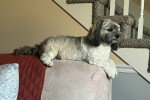 Un Bichon Havanais allongé sur un canapé