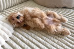 Un Bichon Havanais allongé de dos sur un lit