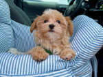 Un Bichon Havanais dans un panier