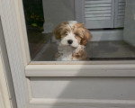 Un Bichon Havanais regardant à travers la porte