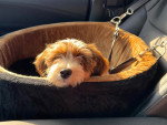 Un Bichon Havanais dans un berceau pour chien 