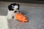 Un Bichon Havanais assis sur un tapis