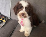 Un Bichon Havanais assis sur un canapé