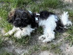 Un Bichon Havanais allongé sur un terrain herbeux