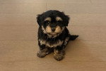 Un Bichon Havanais assis sur un parquet