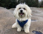 Un Bichon Havanais assis et portant un harnais 