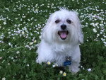 Un Bichon Havanais assis au milieu d'un buisson de fleurs et tirant la langue