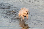Un Bichon Havanais courant dans l'eau