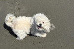 Un Bichon Havanais allongé sur une surface sableuse