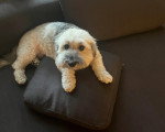 Un Bichon Havanais allongé sur un canapé