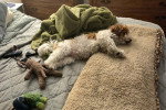 Un Bichon Havanais allongé sur un lit