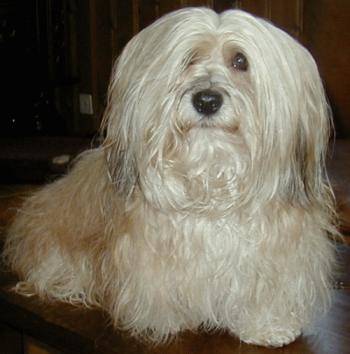 Bichon Havanais - Bichon Havanais