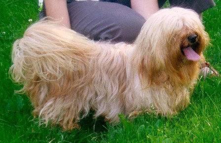 Bichon Havanais - Bichon Havanais