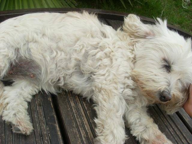 Bichon havanais, Pépite. - Bichon Havanais