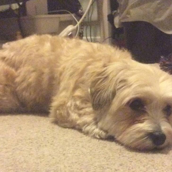 Stevie - Bichon Havanais Femelle (3 ans)