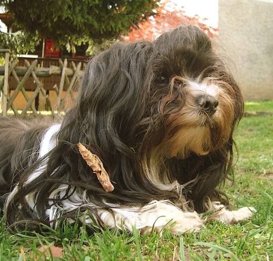 Aïcha - Bichon Havanais