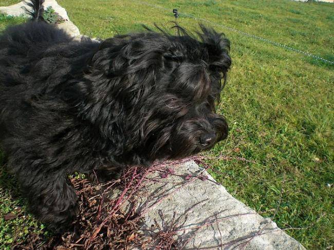 Daya, femelle Bichon Havanais havana brown 5 mois - Bichon Havanais (5 mois)