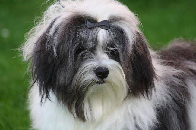 Joy Elevage Du Royaume De Mon Prince Noir - Bichon Havanais