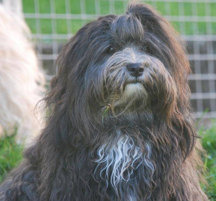 Jazz, Bichon Havanais, 22 mois - Bichon Havanais (1 an et 10 mois)