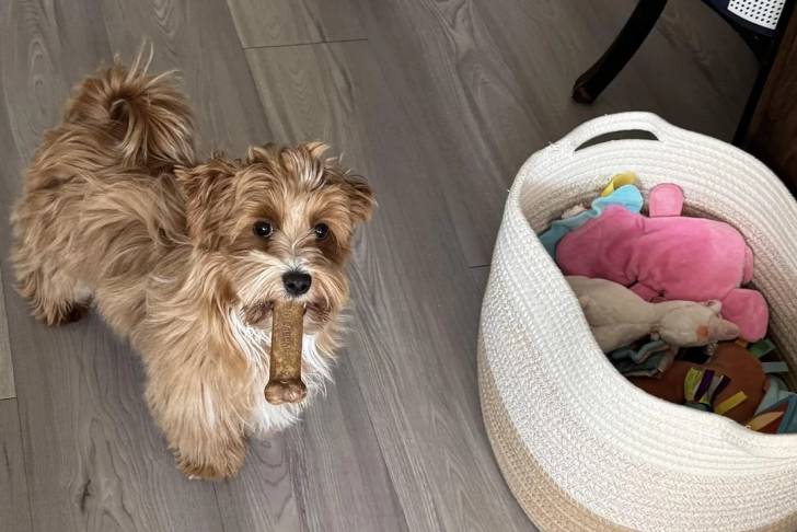 Un Bichon Havanais sur un parquet et tenant un os dans sa gueule