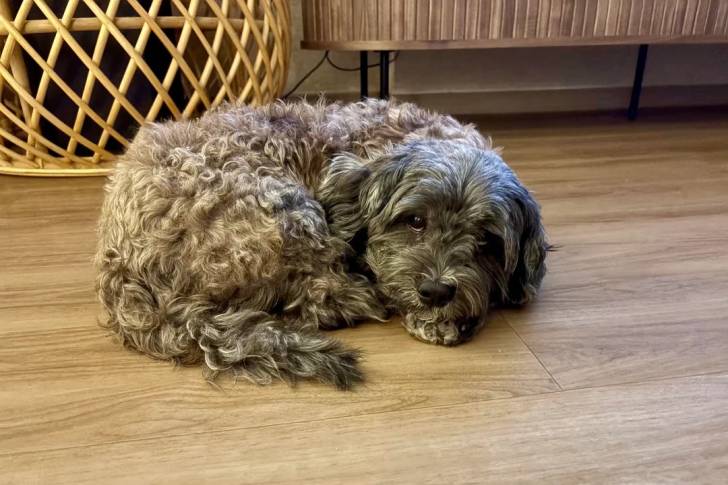 Un Bichon Havanais allongé sur un parquet
