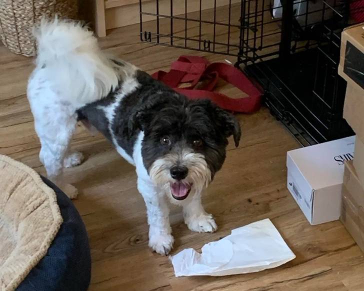 Un Bichon Havanais sur un parquet