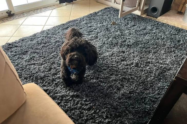 Un Bichon Havanais marchant sur un tapis et portant un foulard autour du cou 