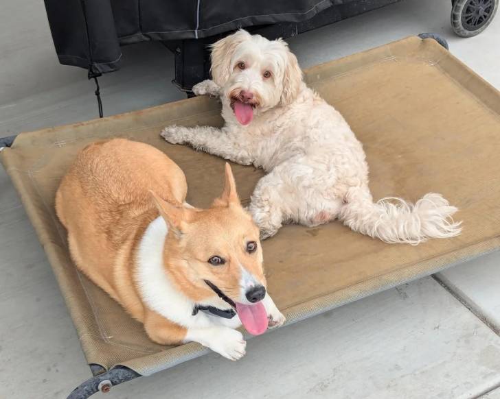Un Bichon Havanais allongé sur un brancard à côté d'un autre chien 