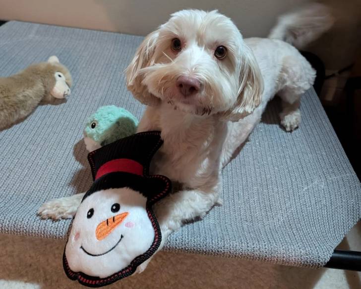 Un Bichon Havanais allongé sur un brancard