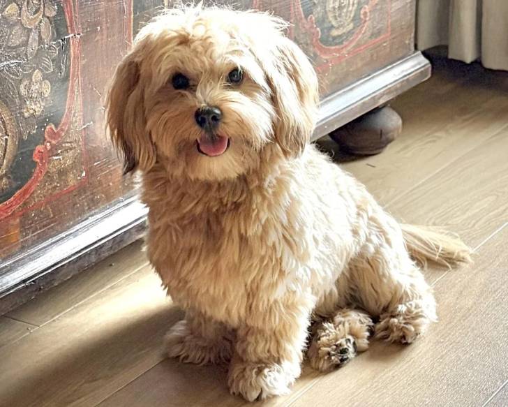 Un Bichon Havanais assis sur un parquet massif