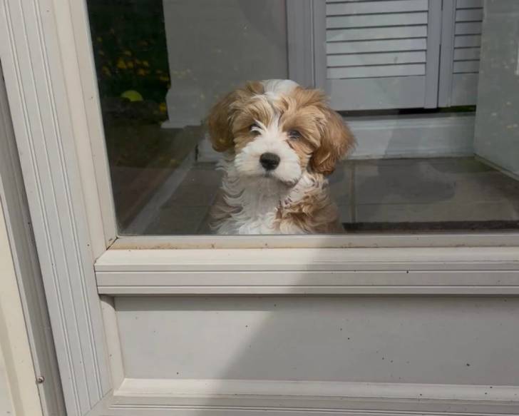 Un Bichon Havanais regardant à travers la porte