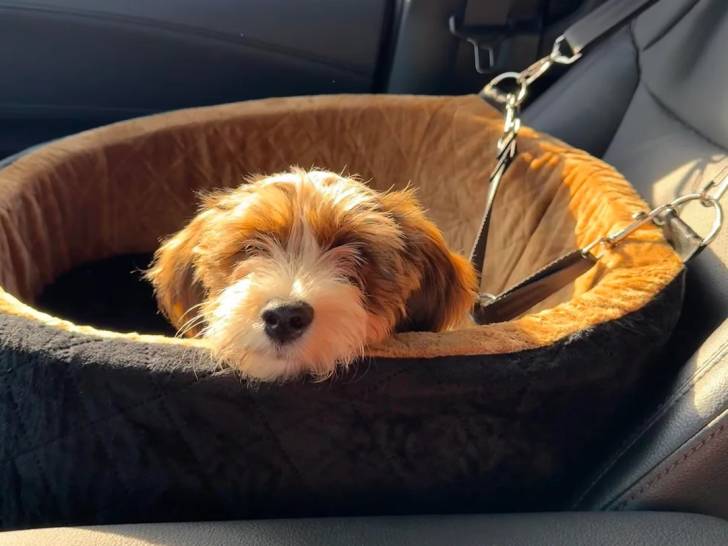 Un Bichon Havanais dans un berceau pour chien 