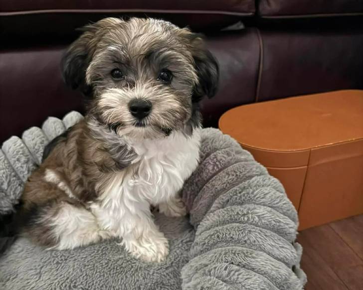Un Bichon Havanais assis dans un panier