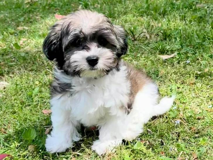 Un Bichon Havanais assis sur un terrain herbeux