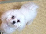 Stella - Bichon Maltais (1 an)