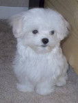 Isi - Bichon Maltais (3 mois)