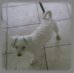 Priska - Bichon Maltais (4 ans)