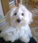 leo - Bichon Maltais Mâle (1 an)