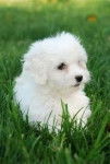 bolitaa - Bichon Maltais (2 ans)