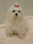 Amai - Bichon Maltais (1 an)